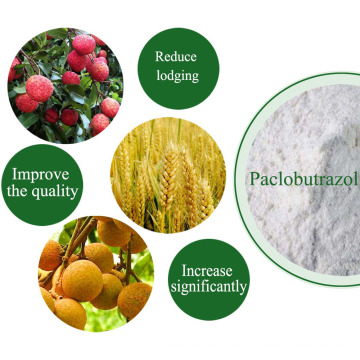 Top quality agriculture Paclobutrazol 15% 15 WP paclobutrazol cultar plant hormone for Plant Growth Regulator